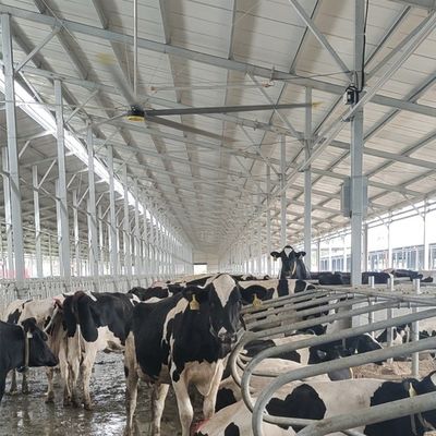 Un bon prix. 6Ventilateur de plafond industriel de 20 pieds avec 6 lames en alliage d'aluminium et de magnésium en ligne